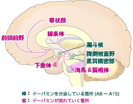 ドーパミン神経系