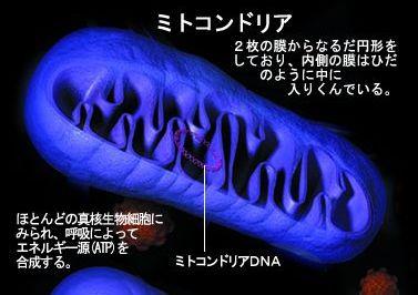 mitocondria.jpg
