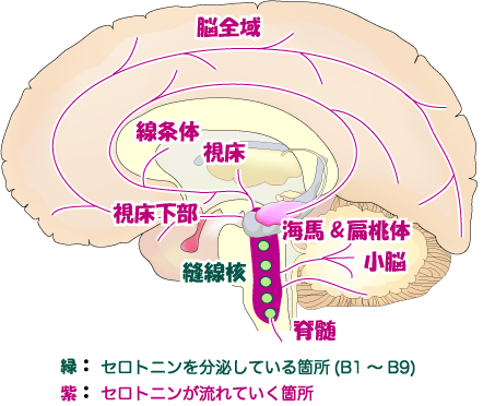 セロトニン神経系